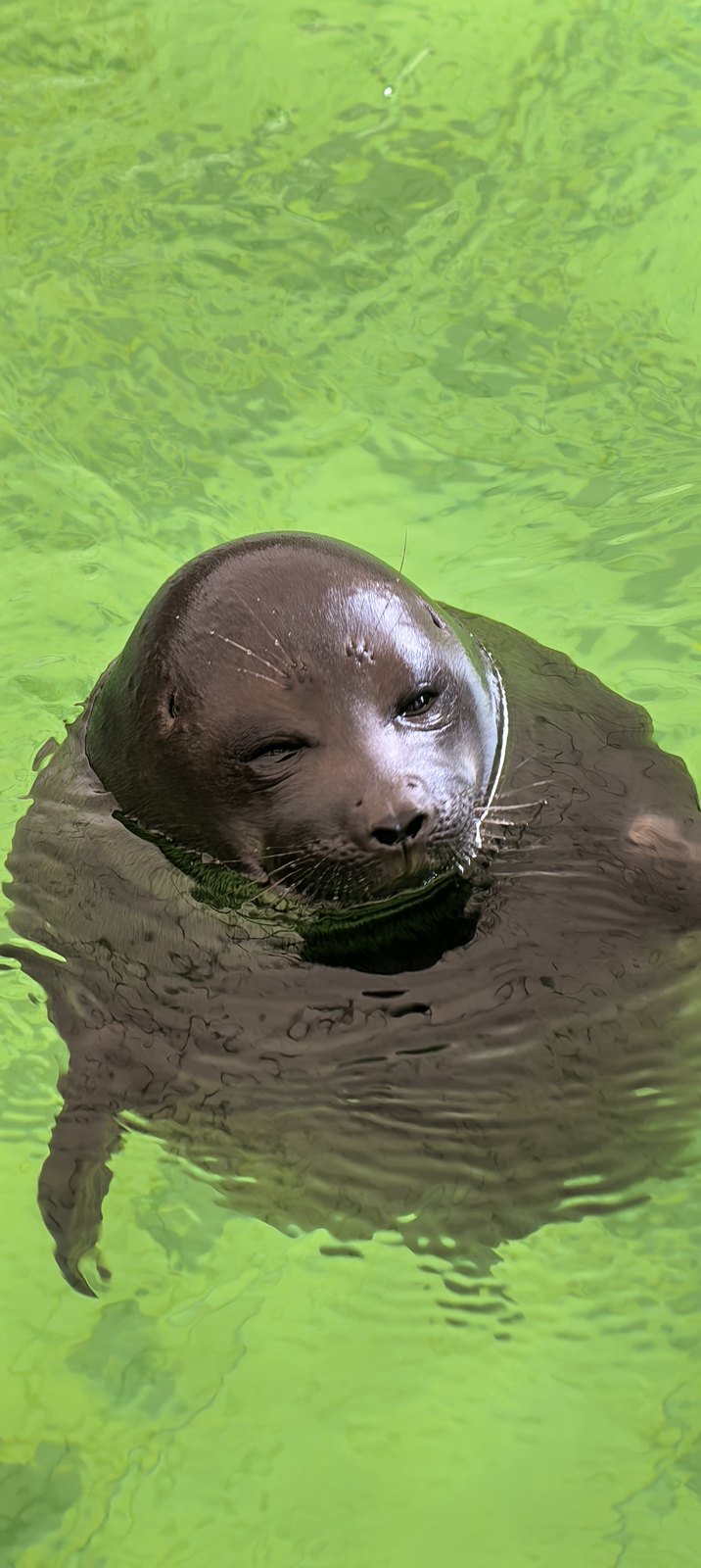 Байкальская нерпа в воде