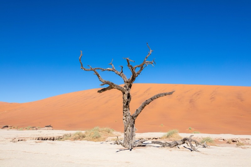Мёртвая долина Deadvlei: чёрные высохшие деревья на белой глине среди рыжих дюн